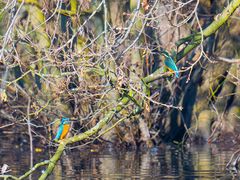 Eisvogel-Paar