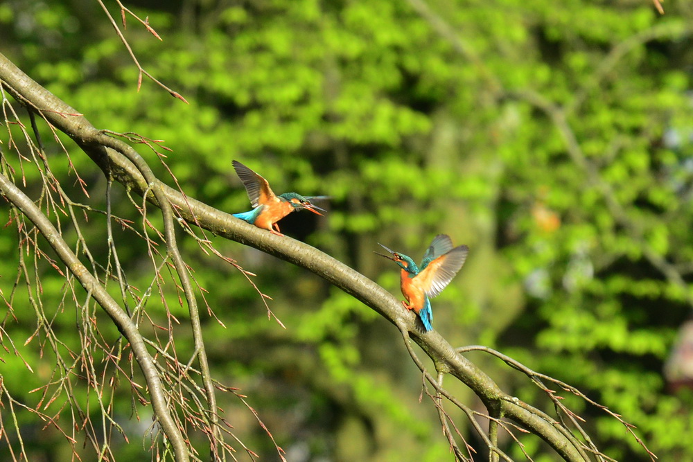 Eisvogel Paar