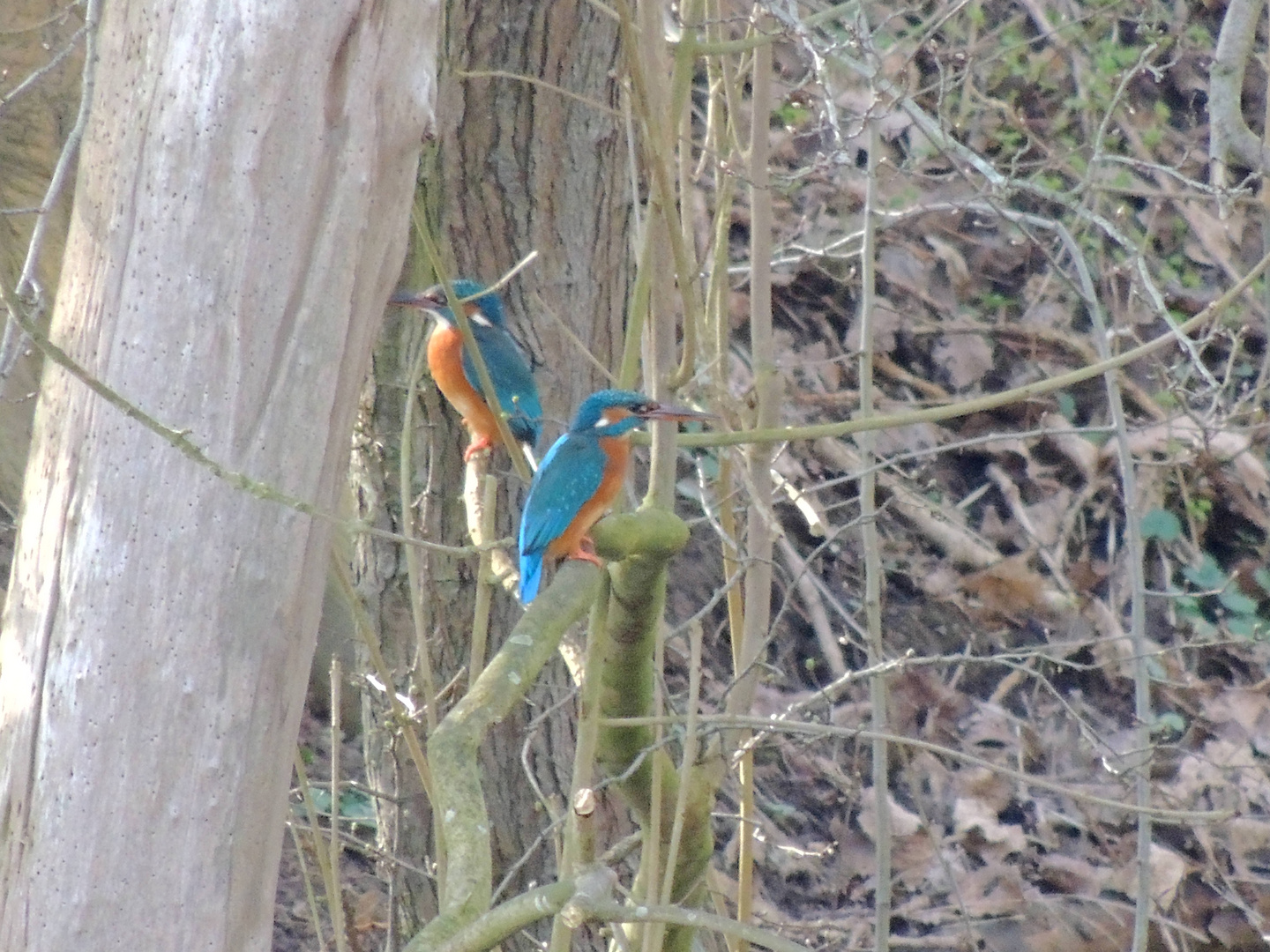 Eisvogel Paar