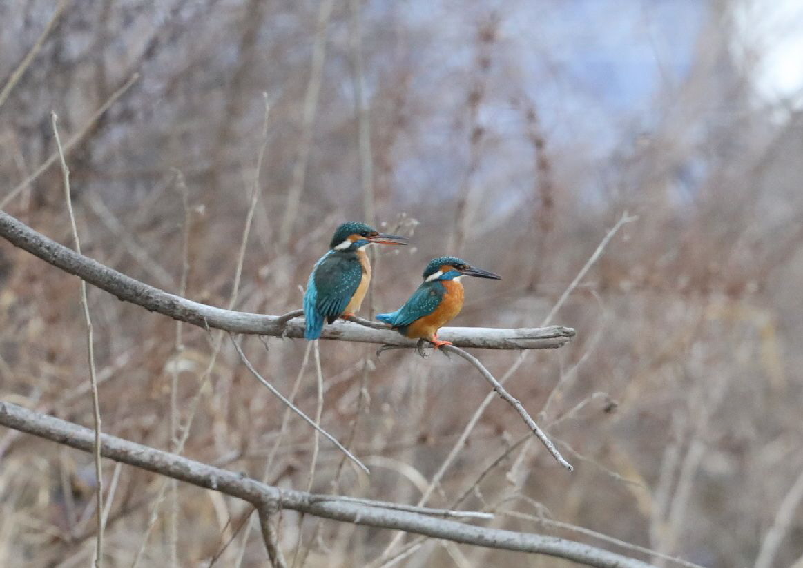 Eisvogel Paar