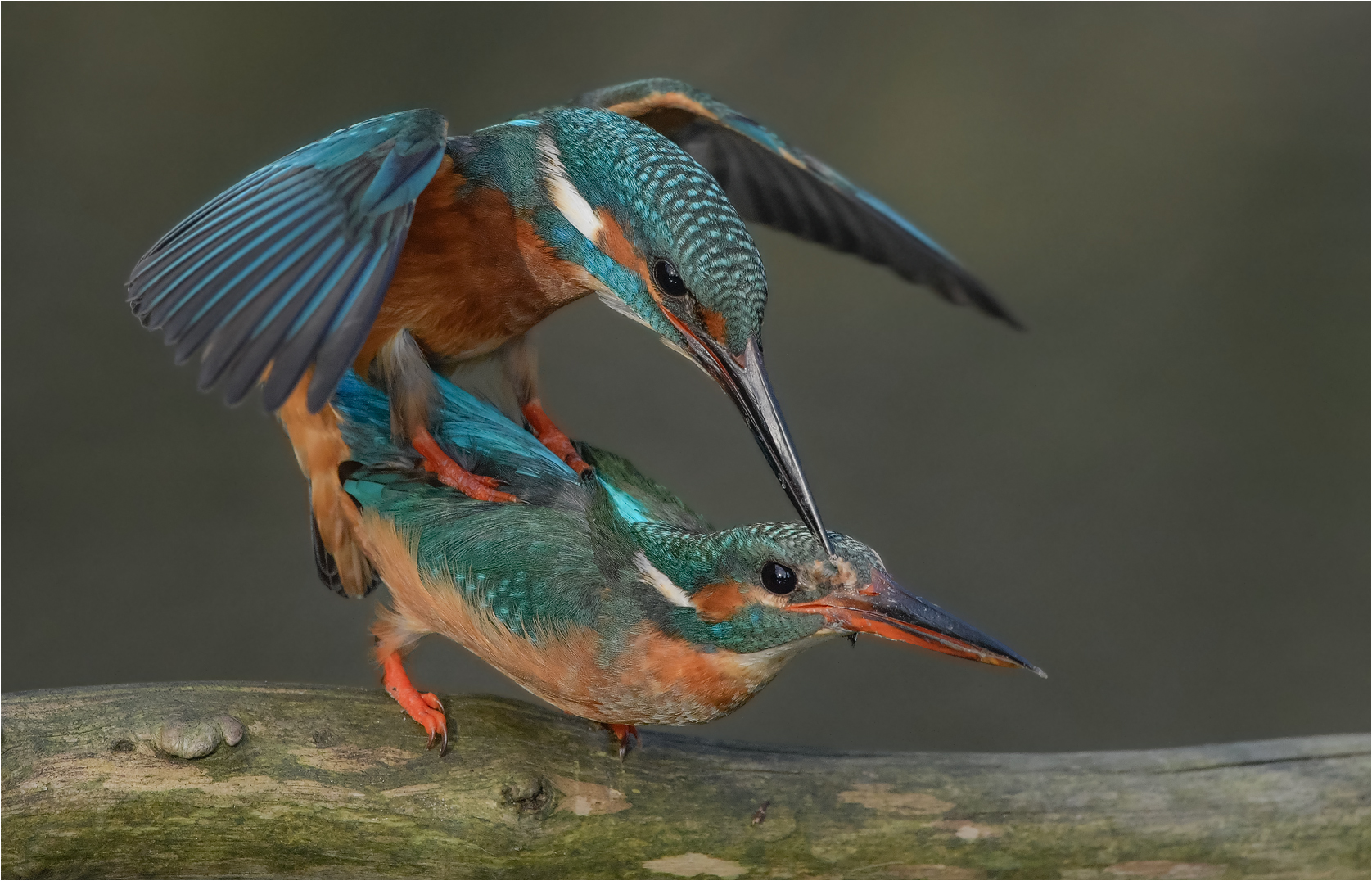 Eisvogel Paarung