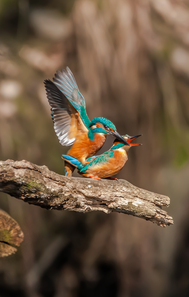 Eisvogel Paarung 2