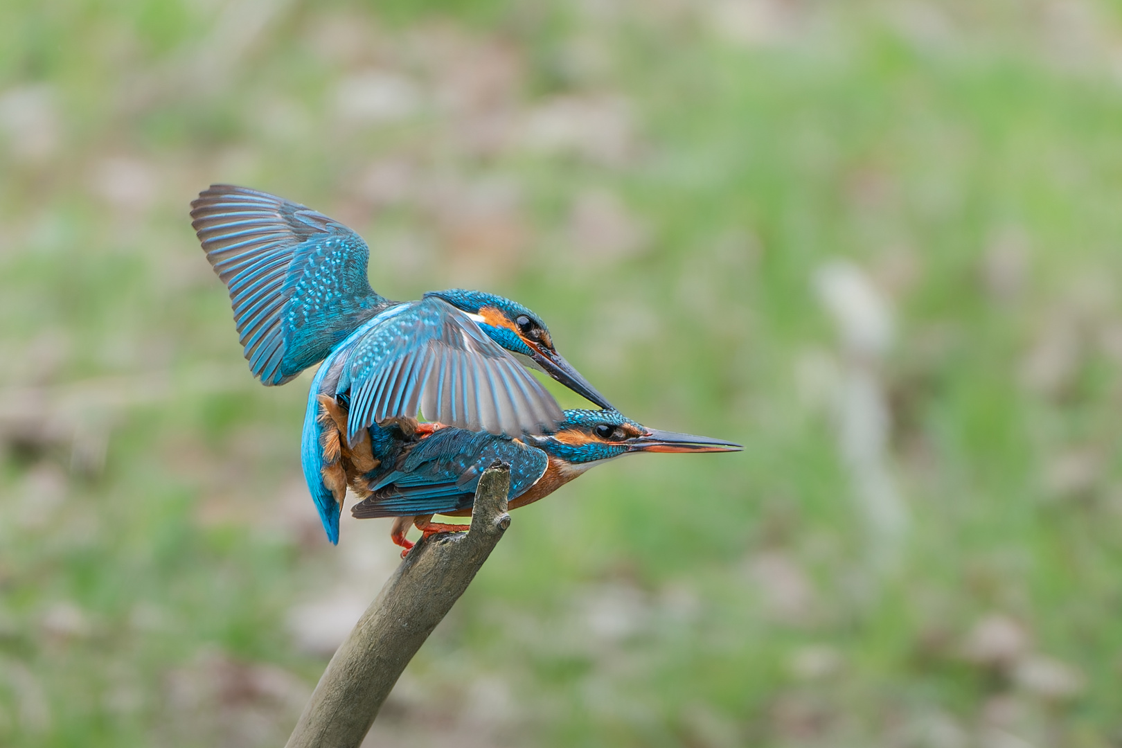 EISVOGEL PAARUNG-3