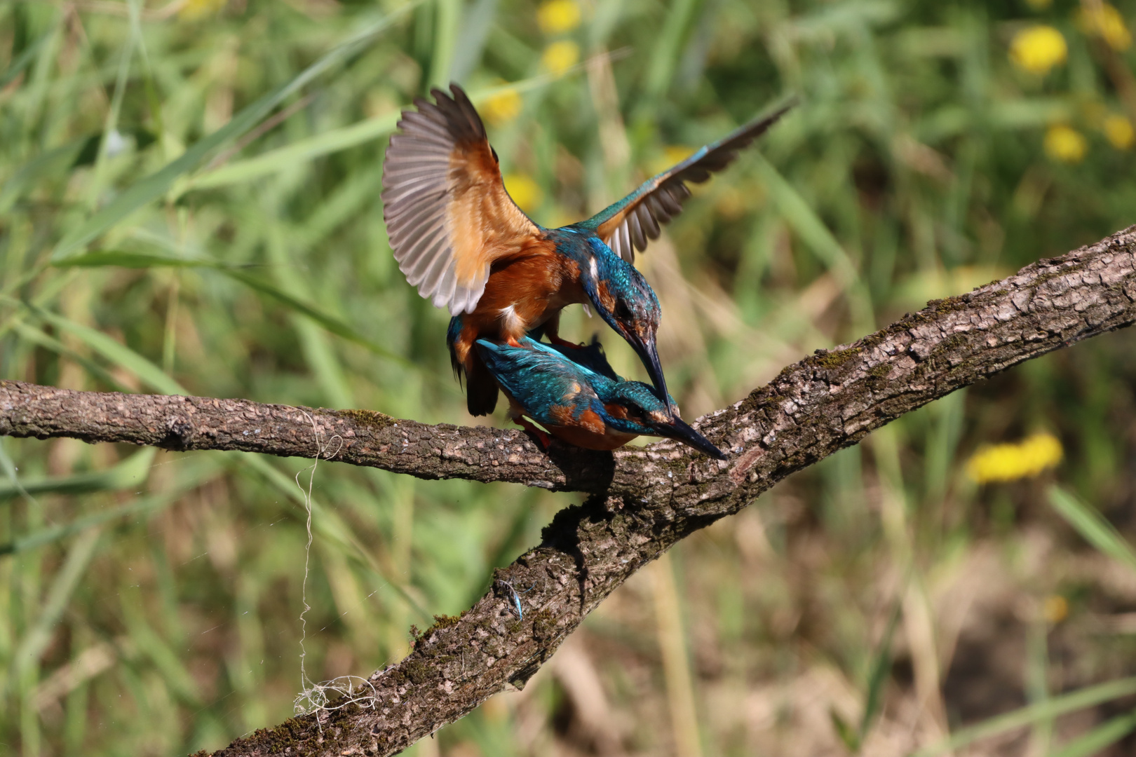 Eisvogel Paarung