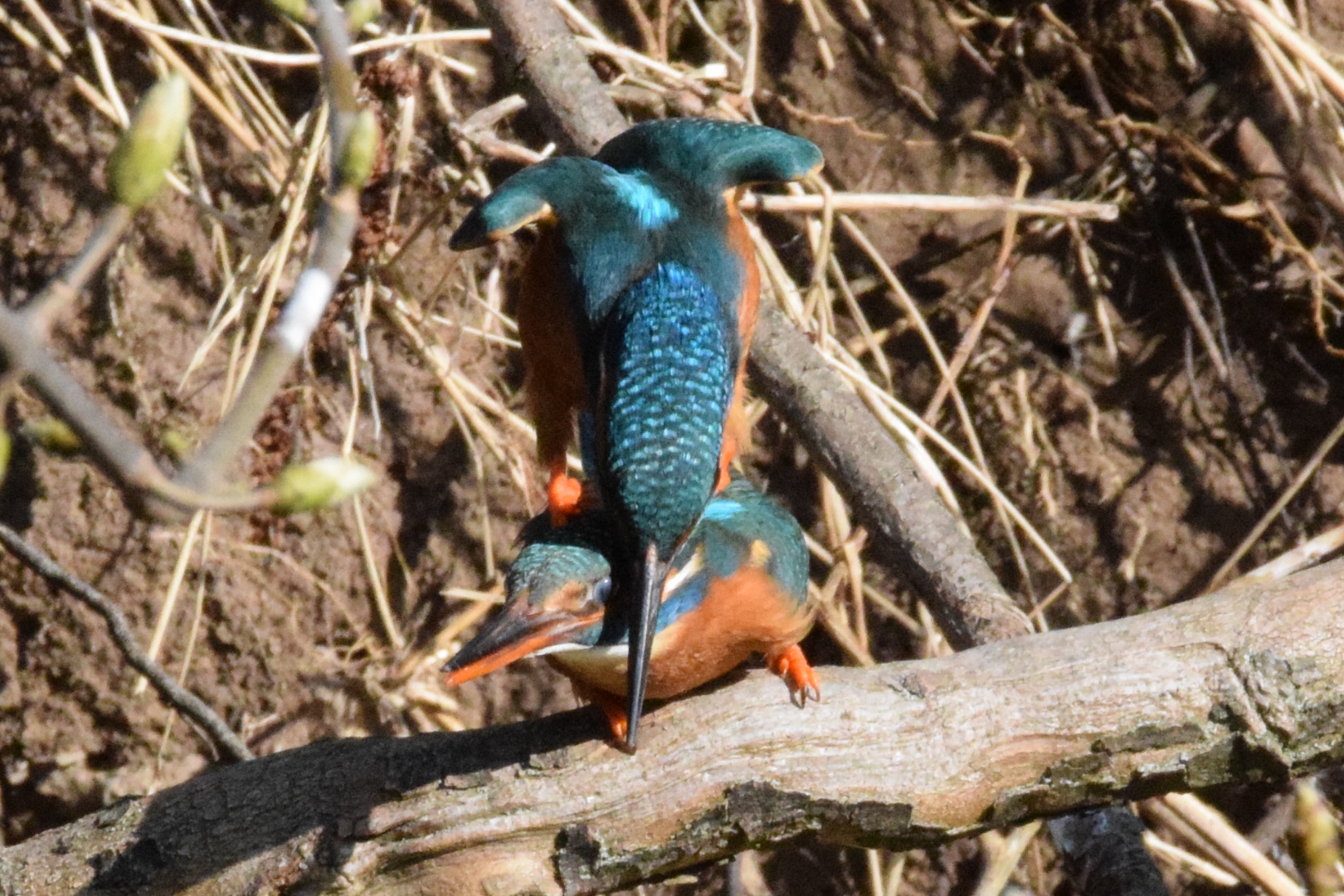 Eisvogel Paarung