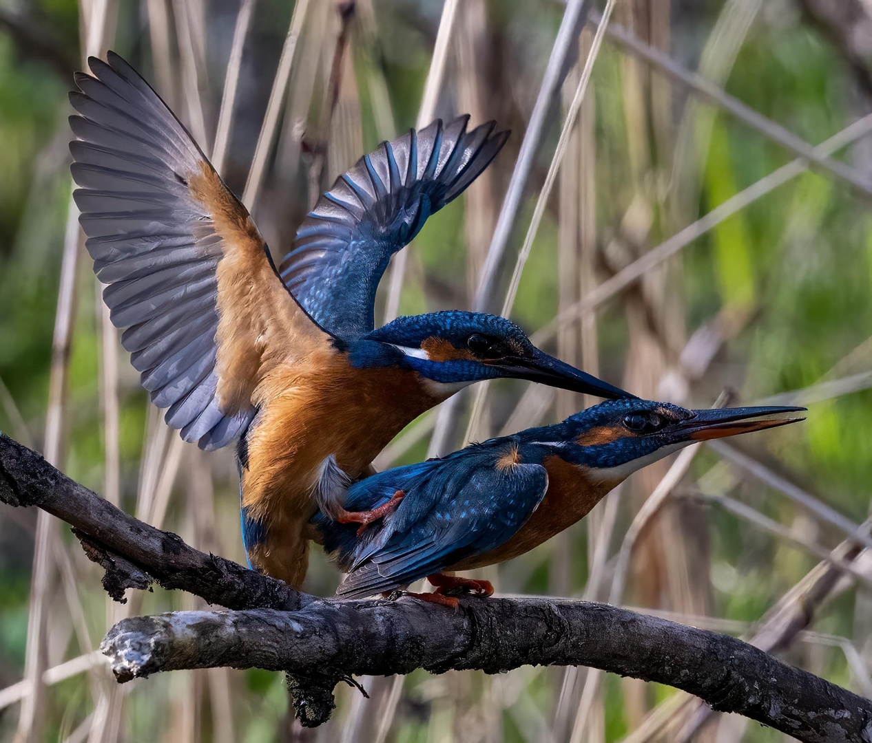 Eisvogel Paarung