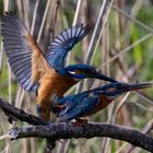 Eisvogel Paarung