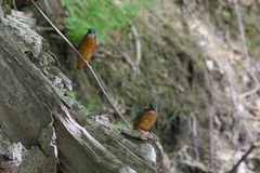 Eisvogel Pärchen