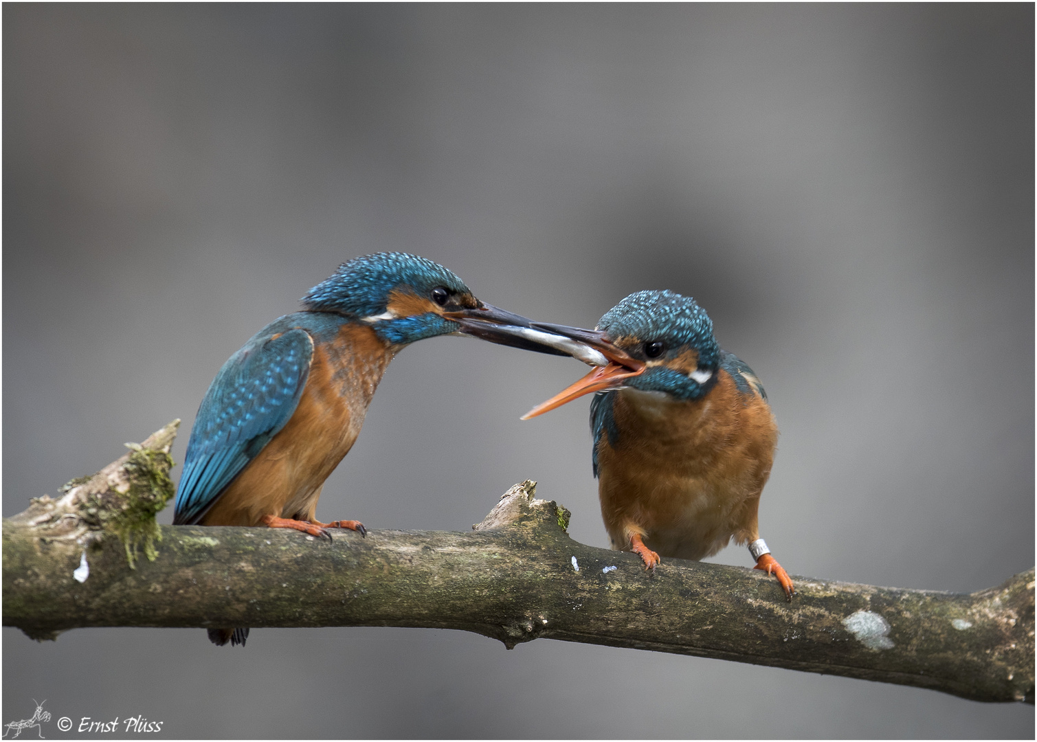 Eisvogel Pärchen