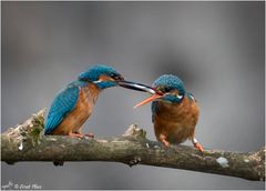 Eisvogel Pärchen