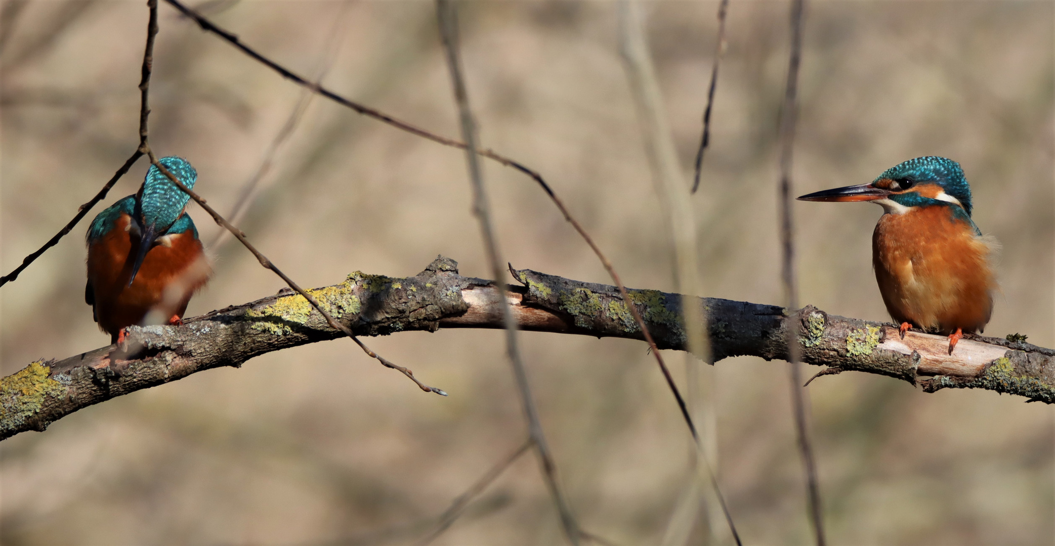 Eisvogel Pärchen