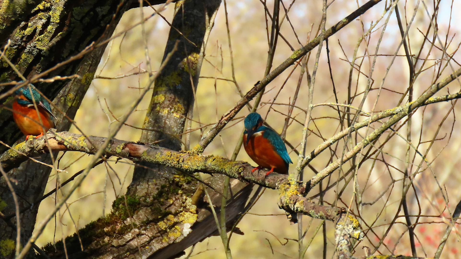 Eisvogel Pärchen