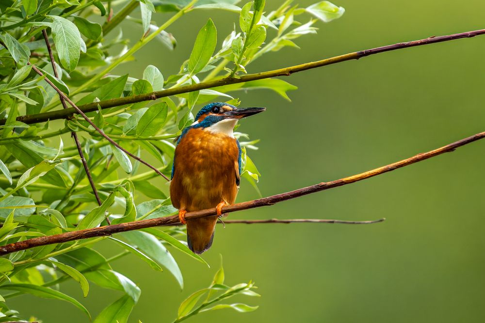 Eisvogel Parade 