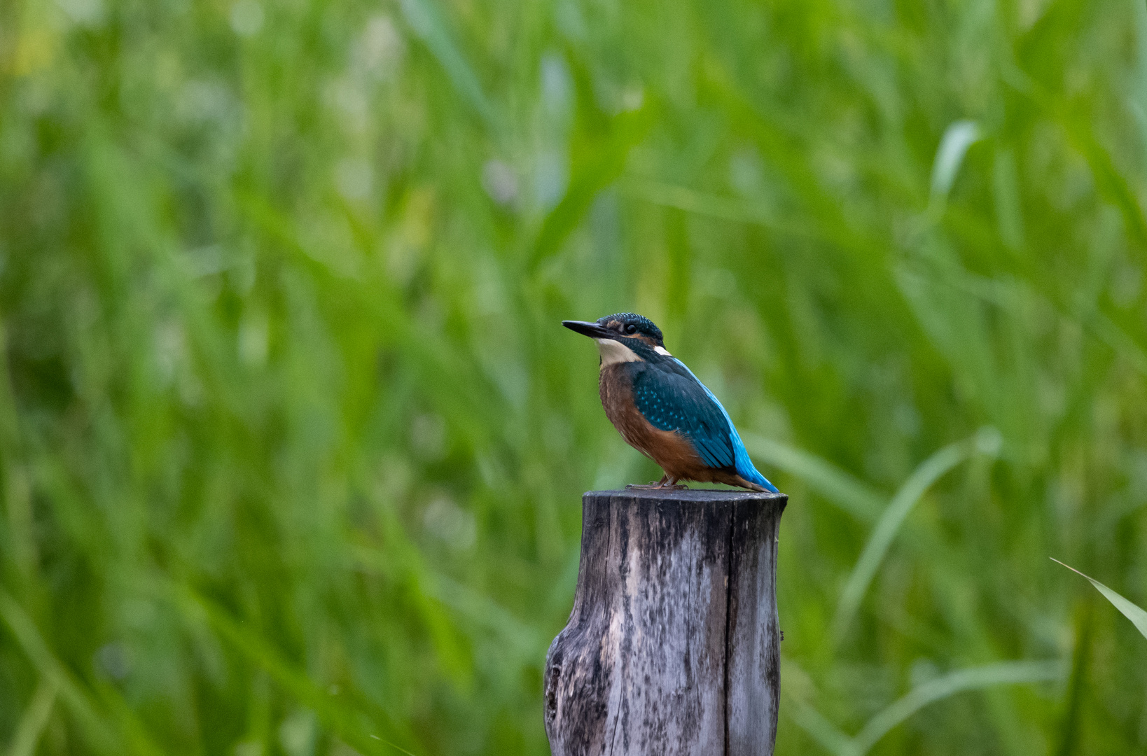 Eisvogel part II 