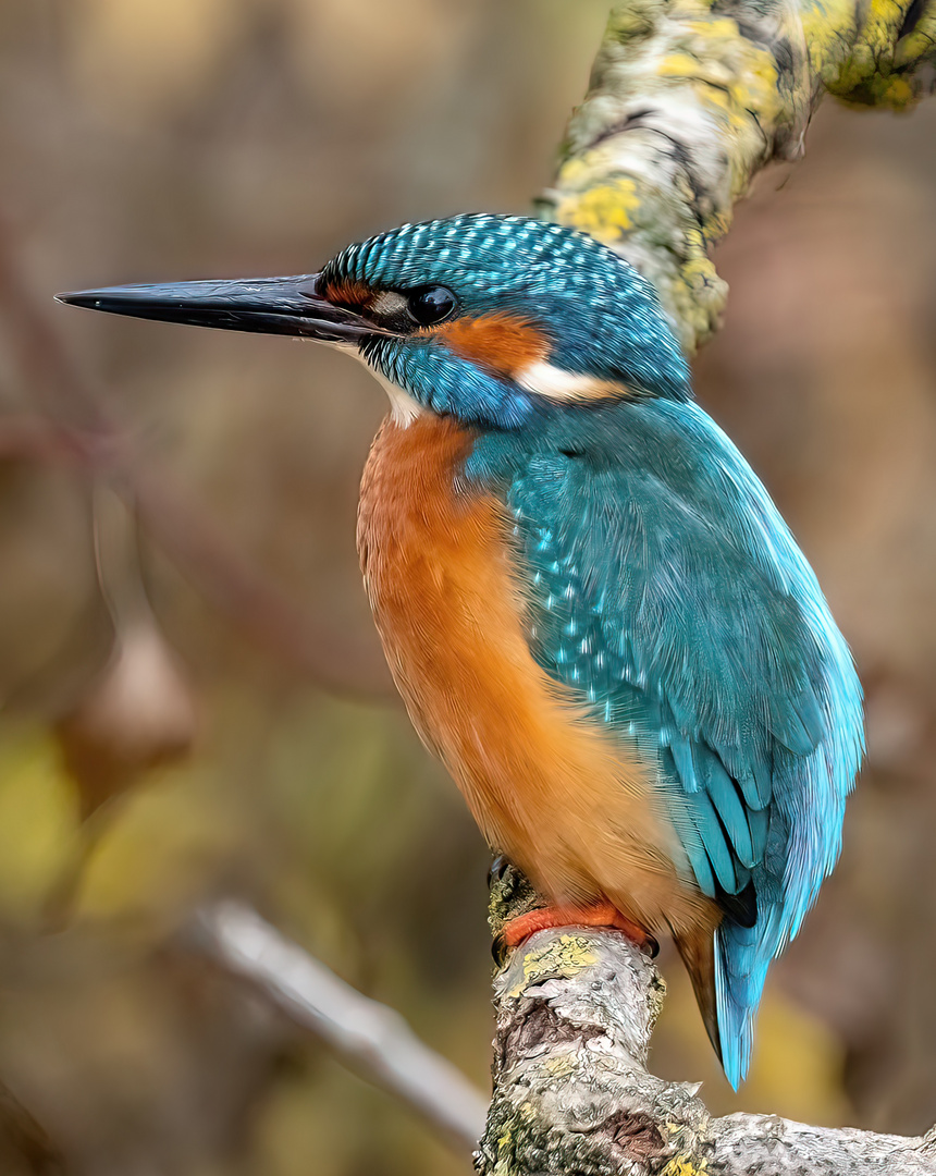 Eisvogel Porträt