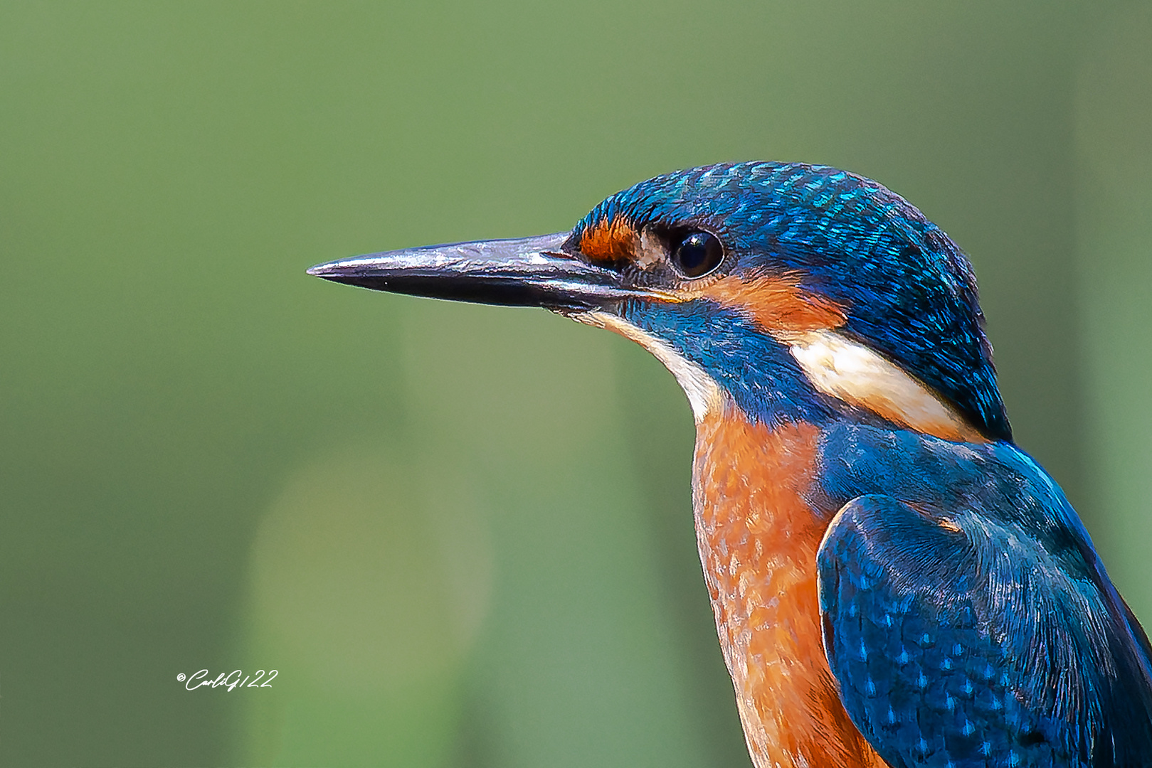 Eisvogel Porträt