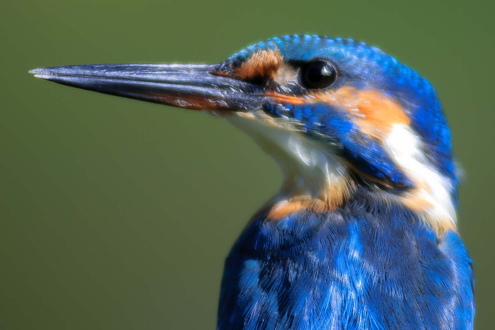 Eisvogel-Porträt