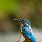 Eisvogel Portrait