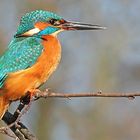 Eisvogel Portrait