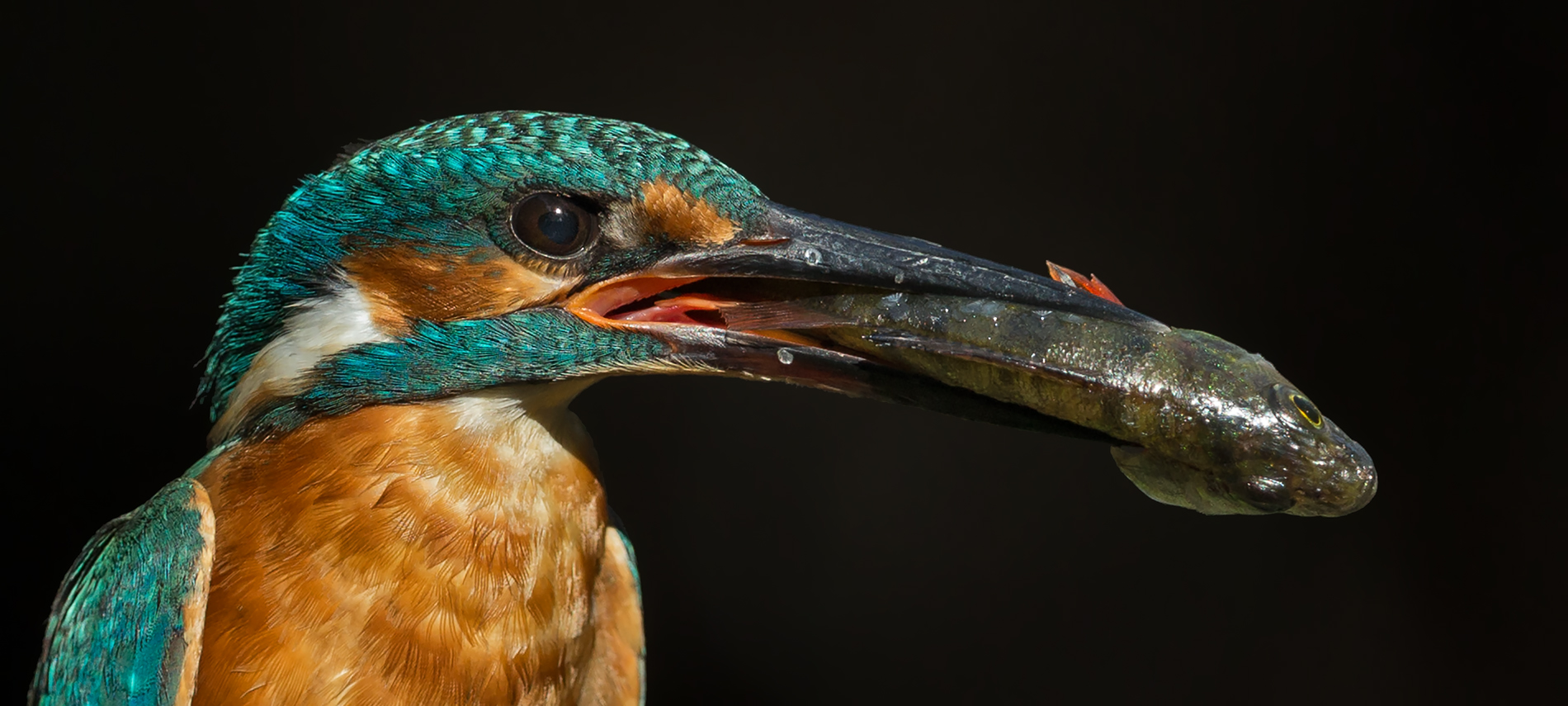 Eisvogel Portrait