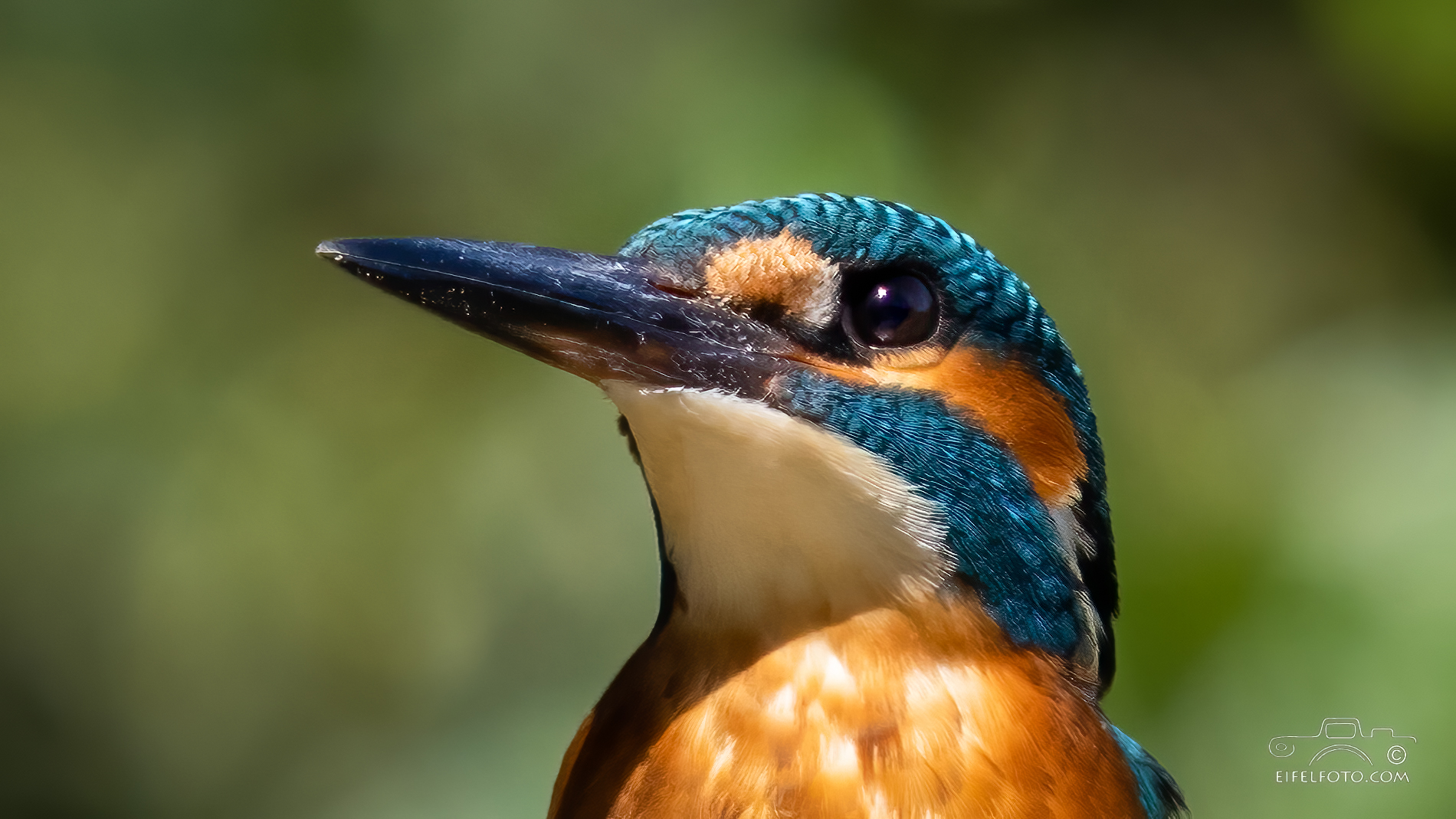 Eisvogel-Portrait