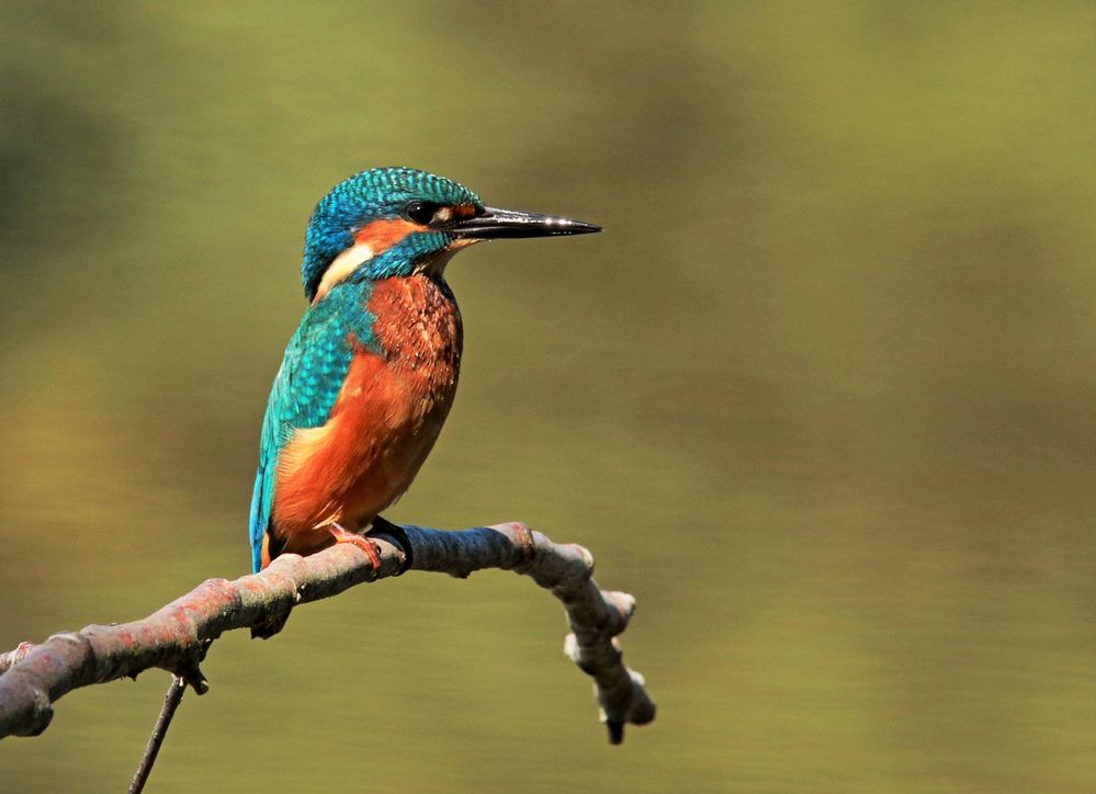 Eisvogel Portrait 