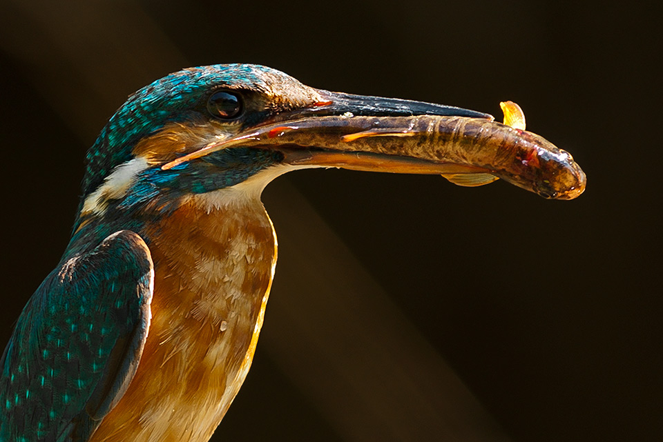 Eisvogel Portrait