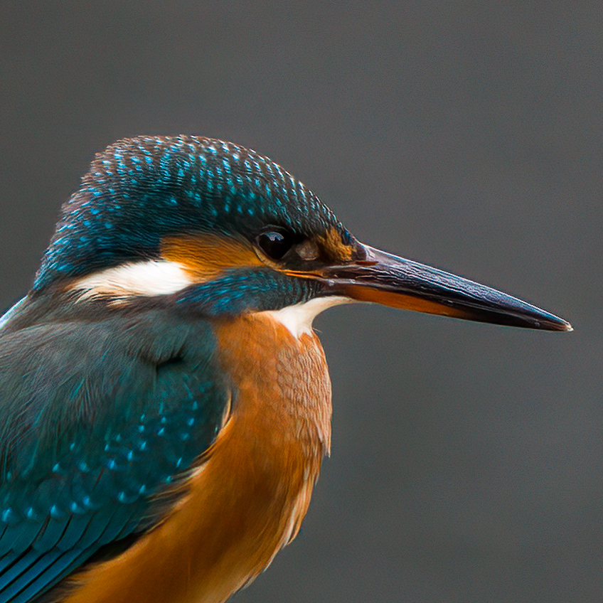 Eisvogel Portrait