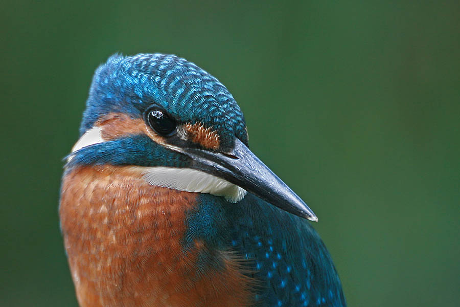 Eisvogel- Portrait