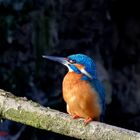 Eisvogel-Portrait ...