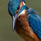 Eisvogel Portrait