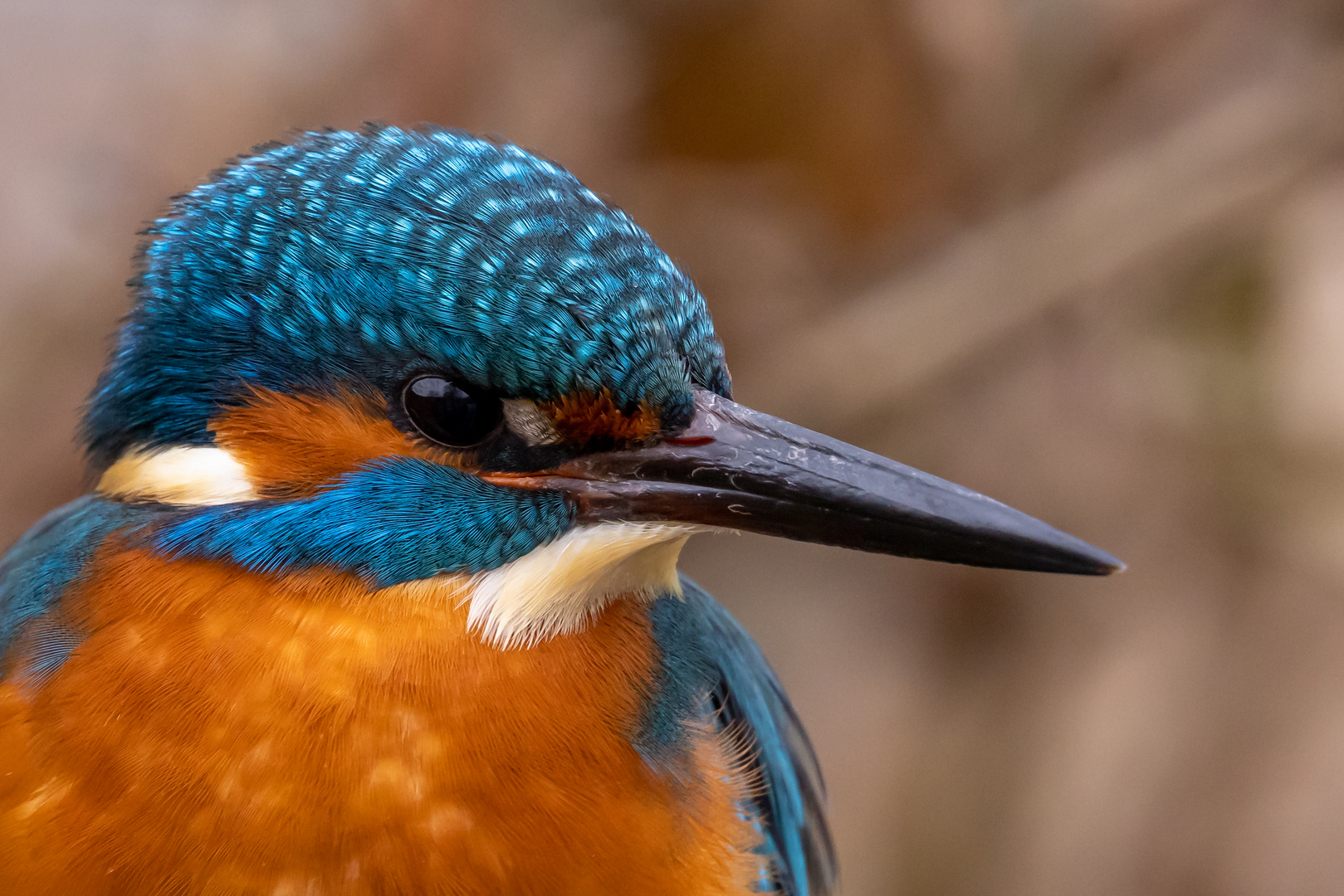 Eisvogel Portrait