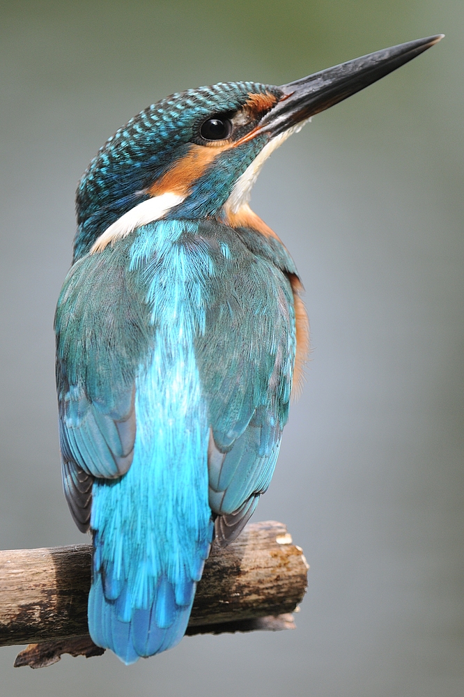 Eisvogel - prächtigster mitteleuropäischer Vogel