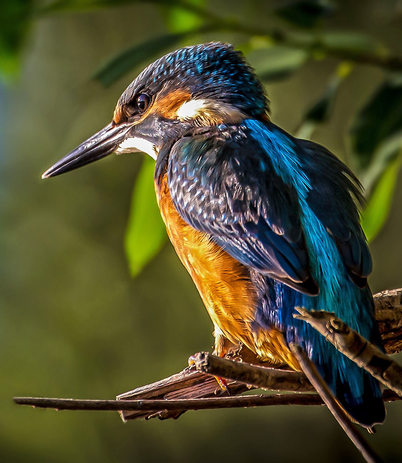 Eisvogel Profil Aufnahme