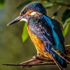 Eisvogel Profil Aufnahme