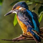 Eisvogel Profil Aufnahme