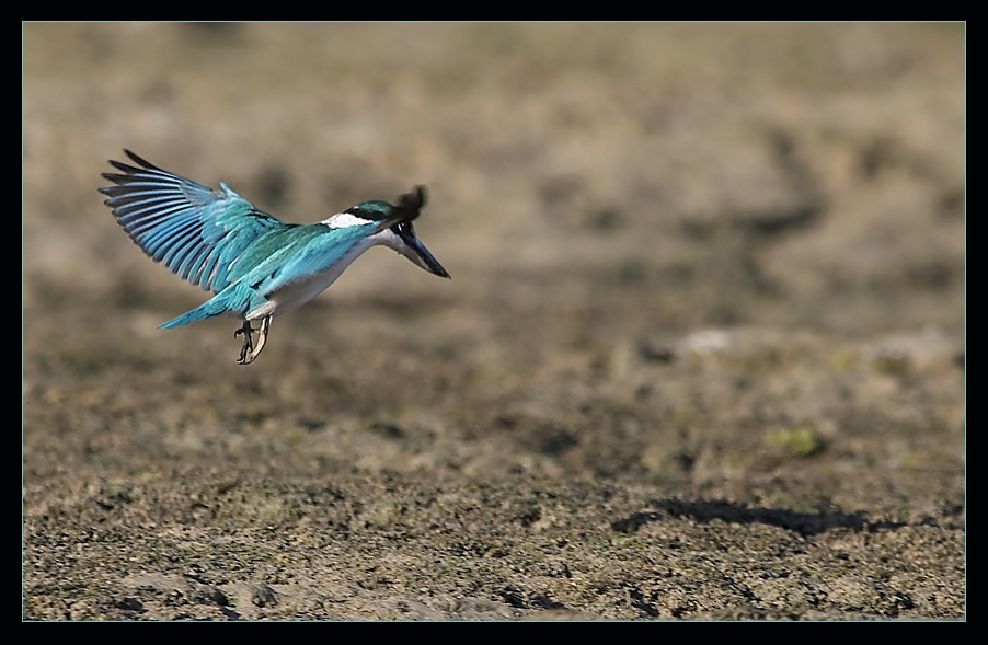 Eisvogel Punktlandung