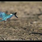 Eisvogel Punktlandung