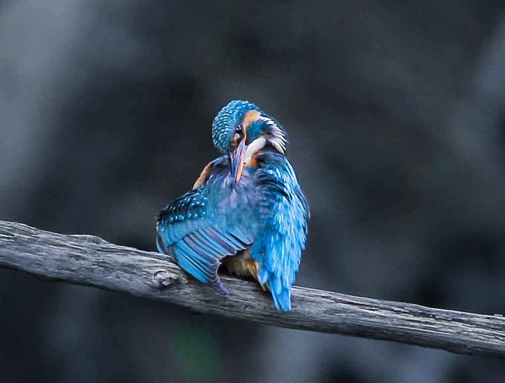 Eisvogel putzt sich