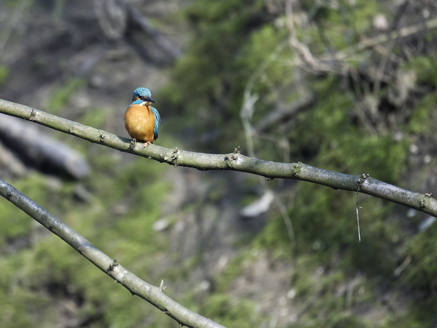 Eisvogel RAW b  A7III 07.03.2024  (21)