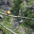 Eisvogel RAW b  A7III 07.03.2024  (21)