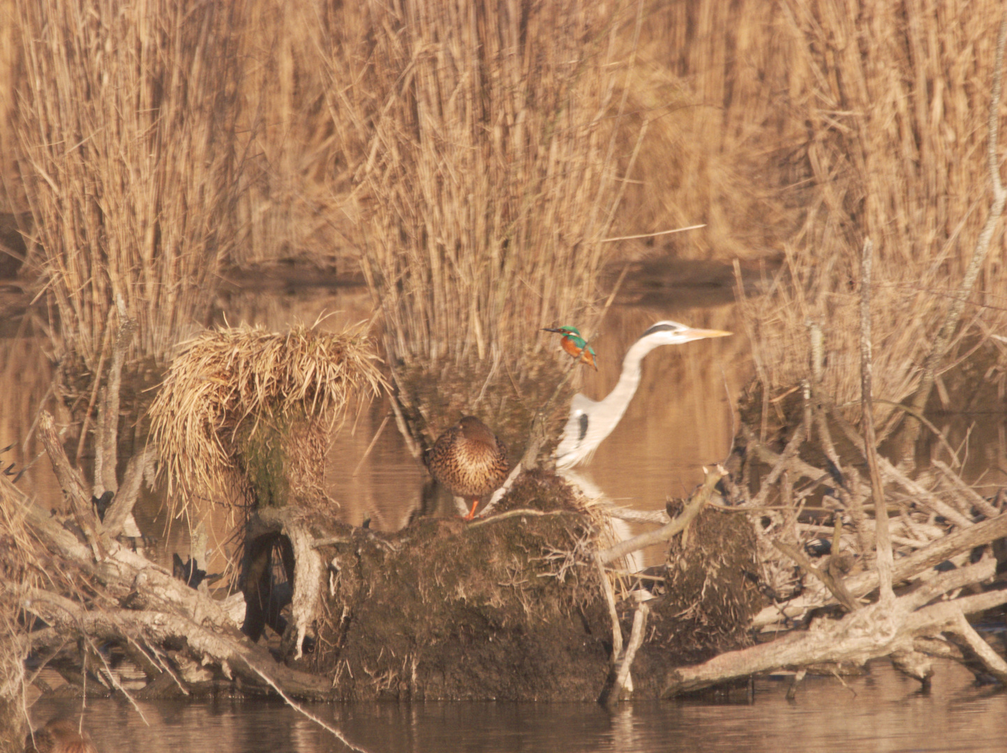 Eisvogel, Reiher & Ente