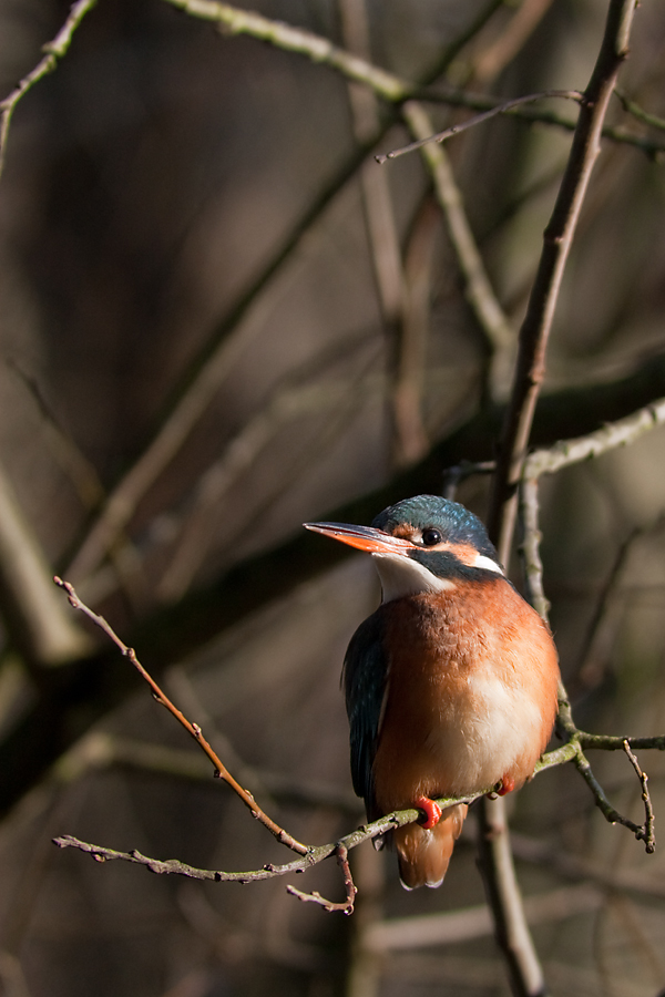 Eisvogel - Reloaded