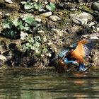 Eisvogel Revierkampf 