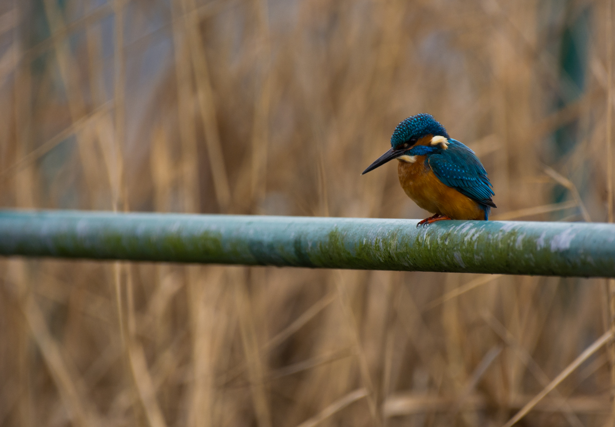 Eisvogel Rieselfelder (1 von 1)