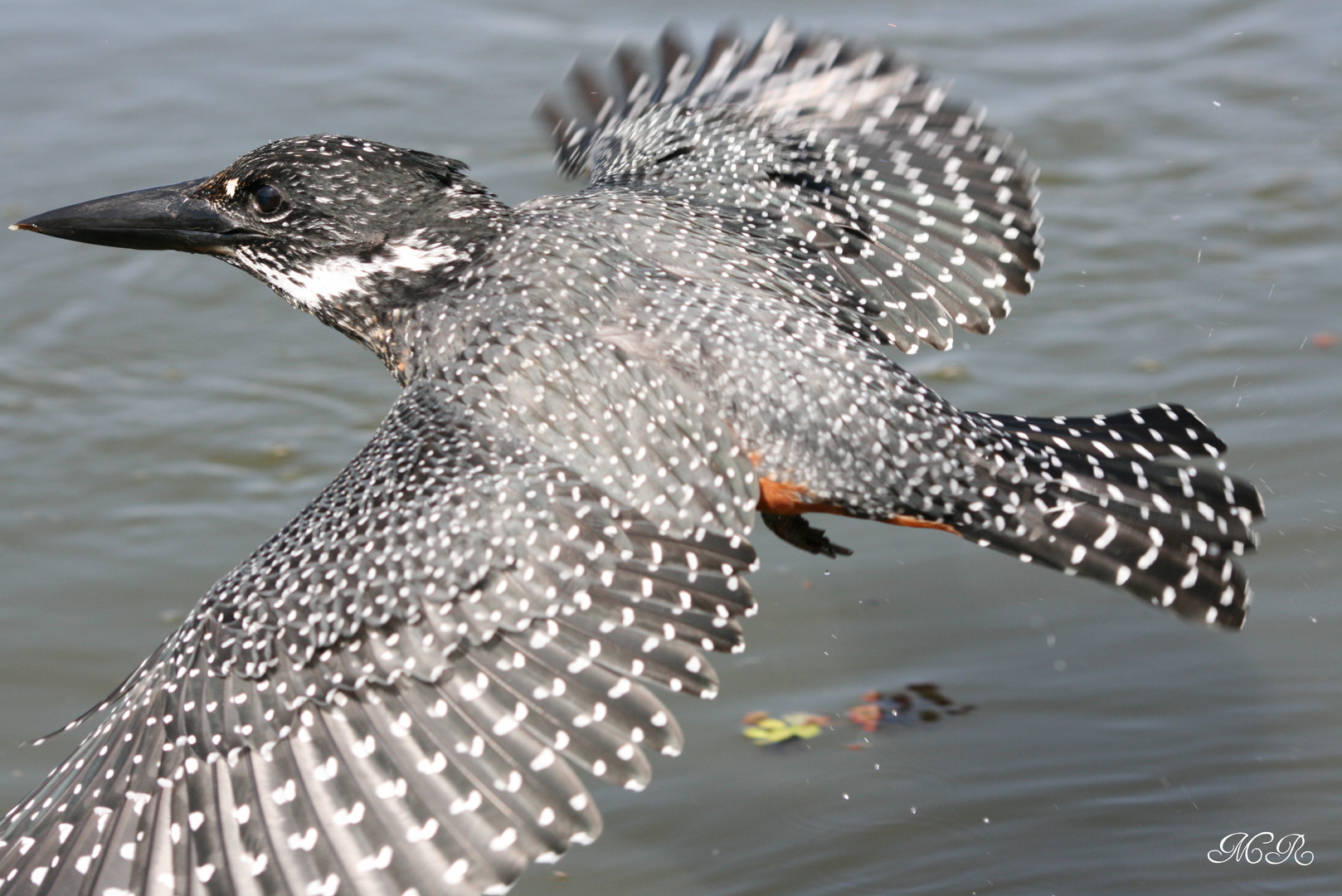 Eisvogel - Riesenfischer