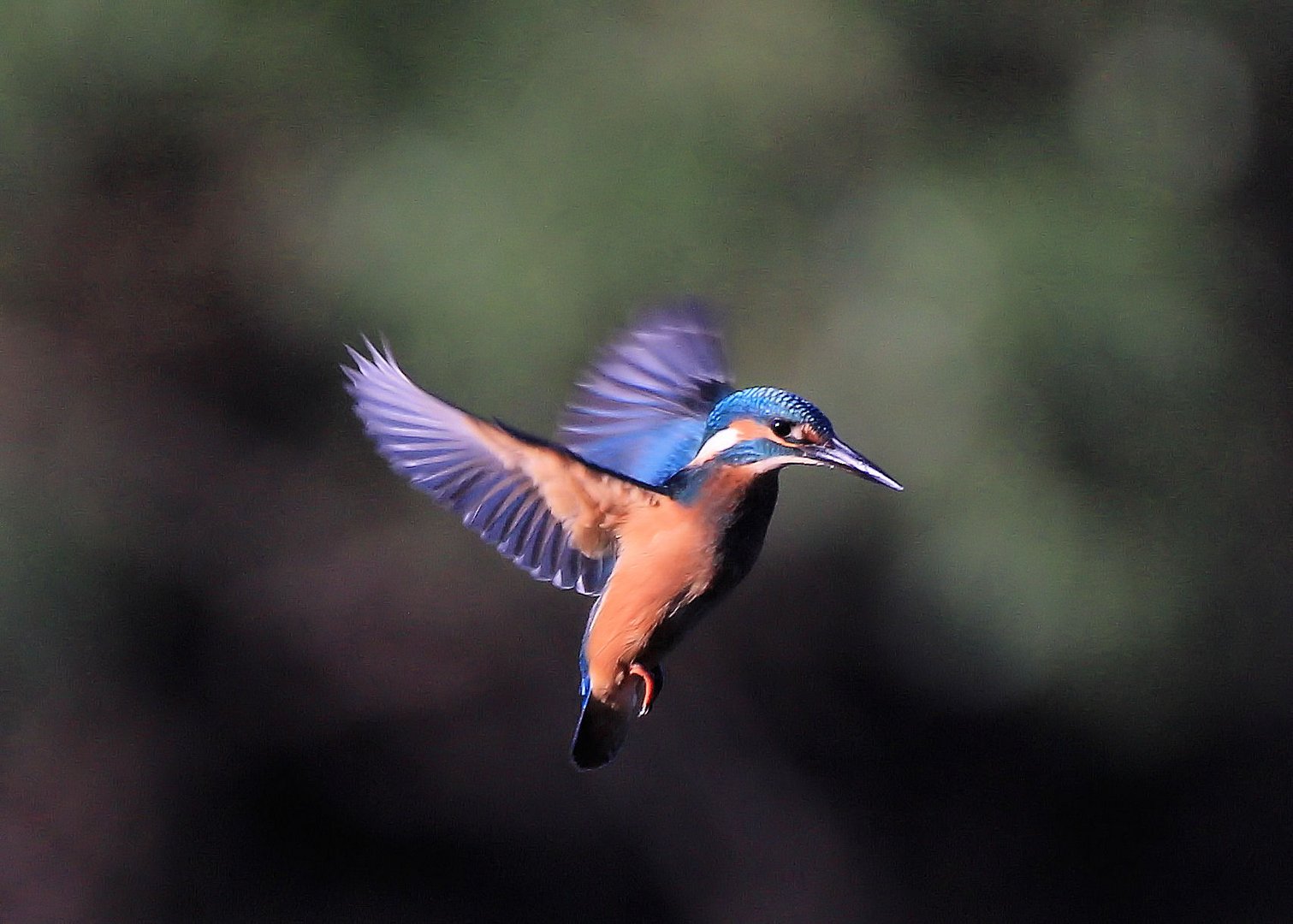 Eisvogel, rüttelnd