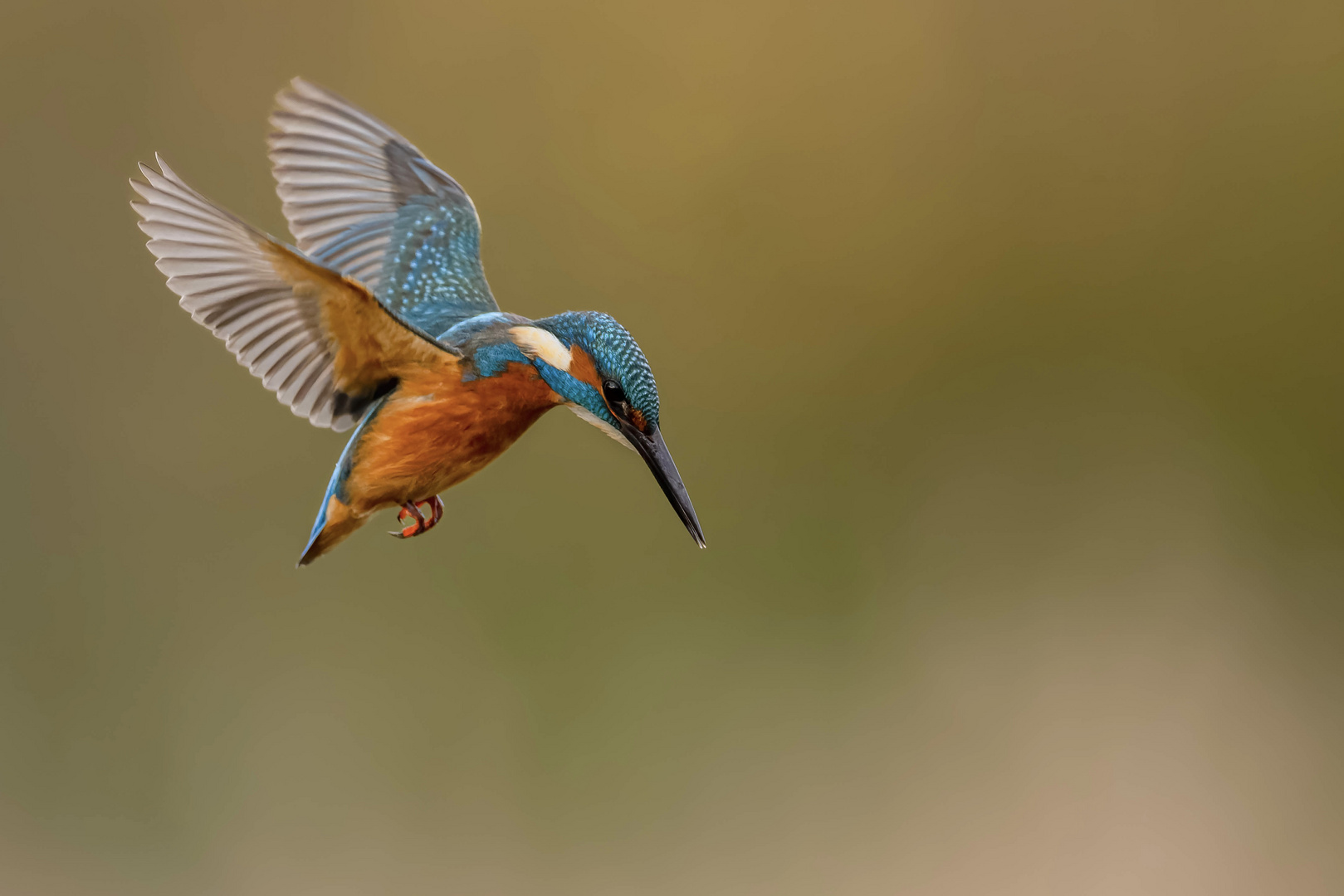 Eisvogel rüttelt