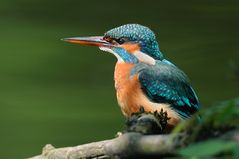 Eisvogel sauber...