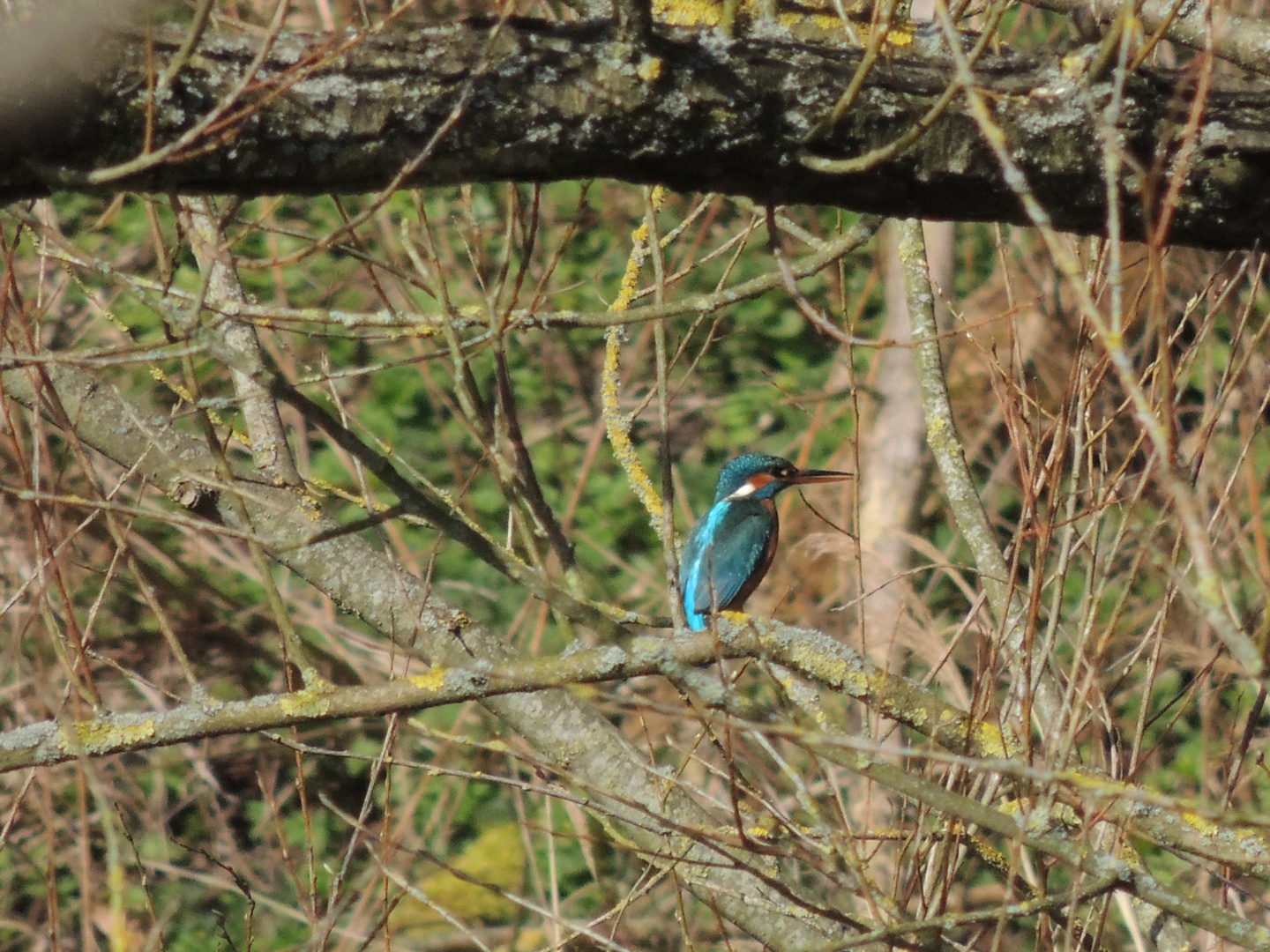 Eisvogel Schirnau